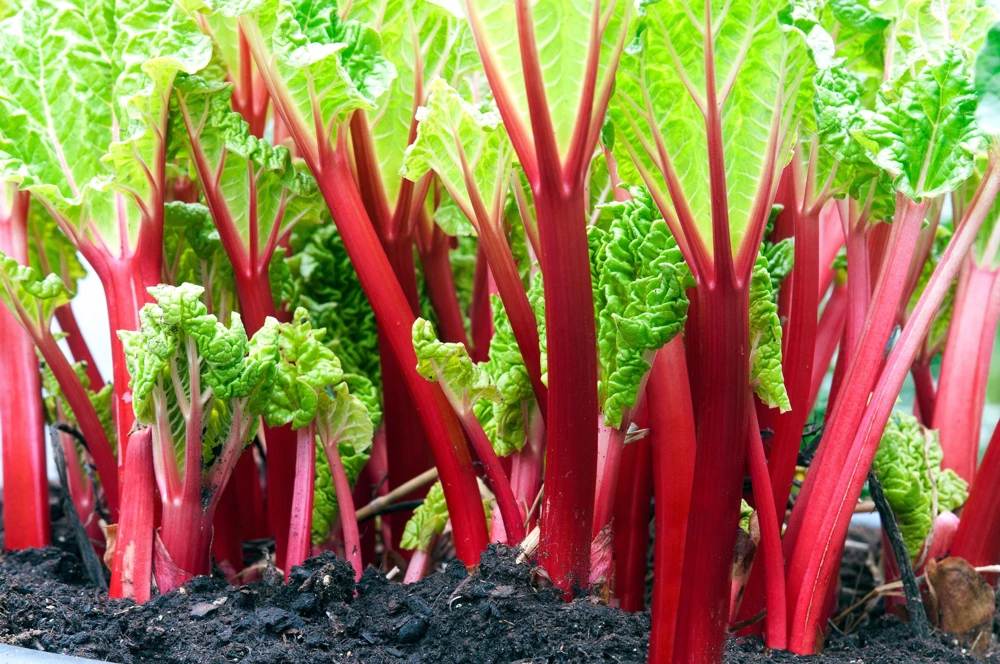 Victoria Rhubarb Seeds - 25 Seeds - Pieplant Perennial Vegetable - Image 4
