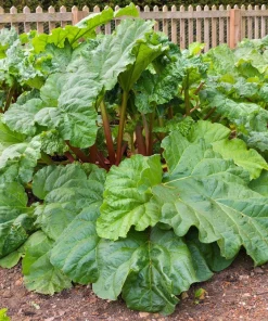 Victoria Rhubarb Seeds - 25 Seeds - Pieplant Perennial Vegetable - Image 5