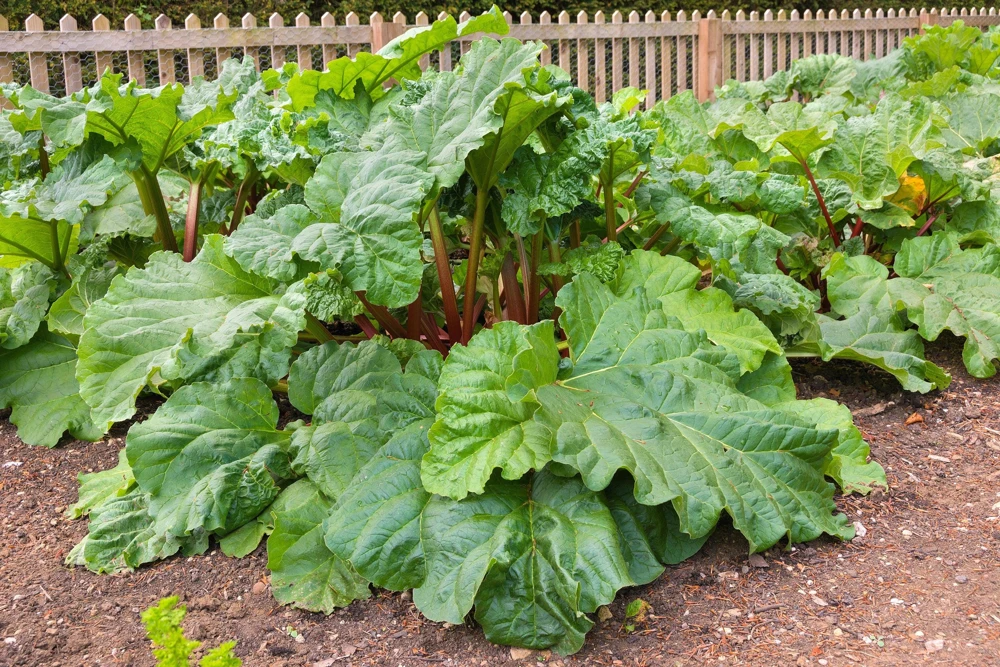 Victoria Rhubarb Seeds - 25 Seeds - Pieplant Perennial Vegetable - Image 5