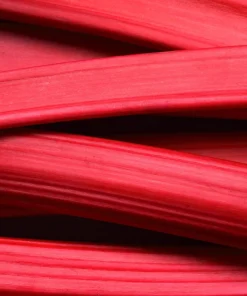 Victoria Rhubarb Seeds - 25 Seeds - Pieplant Perennial Vegetable - Image 7
