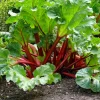Victoria Rhubarb Seeds - 25 Seeds - Pieplant Perennial Vegetable - Image 1
