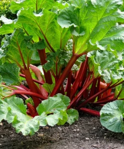 Victoria Rhubarb Seeds - 25 Seeds - Pieplant Perennial Vegetable - Image 1