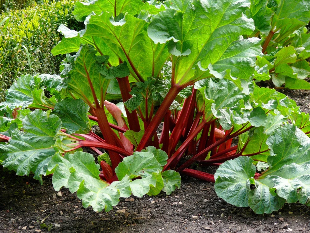 Victoria Rhubarb Seeds - 25 Seeds - Pieplant Perennial Vegetable - Image 1
