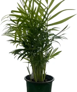 Victorian Parlor Palm Live Plant - 4" Pot - Chamaedorea elegans 'Bella' - Indoor - Image 2