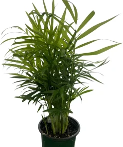 Victorian Parlor Palm Live Plant - 4