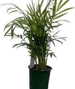 Victorian Parlor Palm Live Plant - 4