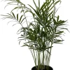 Victorian Parlor Palm Live Plant - 4" Pot - Chamaedorea elegans 'Bella' - Indoor - Image 1