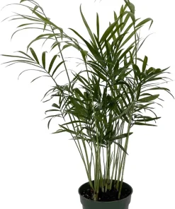 Victorian Parlor Palm Live Plant - 4