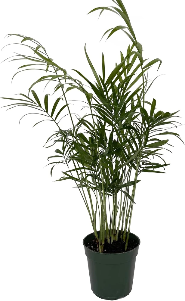 Victorian Parlor Palm Live Plant - 4" Pot - Chamaedorea elegans 'Bella' - Indoor - Image 1