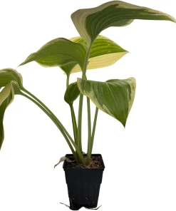 Victory Hosta Live Plant - Hosta of the Year 2015 - Quart Pot - Outdoor Shade Plant - Image 2