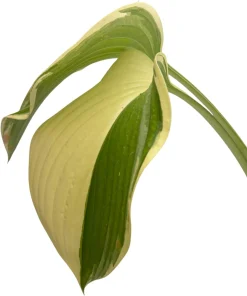 Victory Hosta Live Plant - Hosta of the Year 2015 - Quart Pot - Outdoor Shade Plant - Image 3
