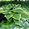 Victory Hosta Live Plant - Hosta of the Year 2015 - Quart Pot - Outdoor Shade Plant - Image 1