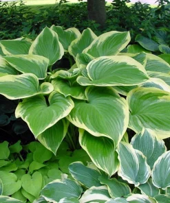 Victory Hosta Live Plant - Hosta of the Year 2015 - Quart Pot - Outdoor Shade Plant - Image 1