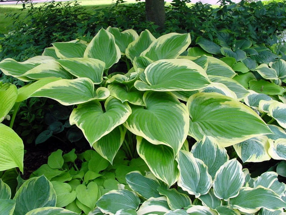 Victory Hosta Live Plant - Hosta of the Year 2015 - Quart Pot - Outdoor Shade Plant - Image 1