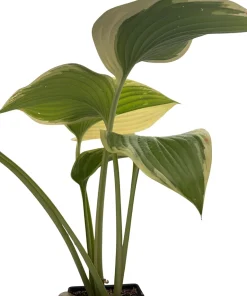 Victory Hosta Live Plant - Hosta of the Year 2015 - Quart Pot - Outdoor Shade Plant - Image 4