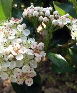 Viking Chokeberry Plant - Aronia Melanocarpa Live Shrub - 3.25 inch Pot - Image 2