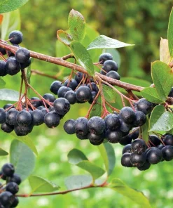 Viking Chokeberry Plant - Aronia Melanocarpa Live Shrub - 3.25 inch Pot - Image 1