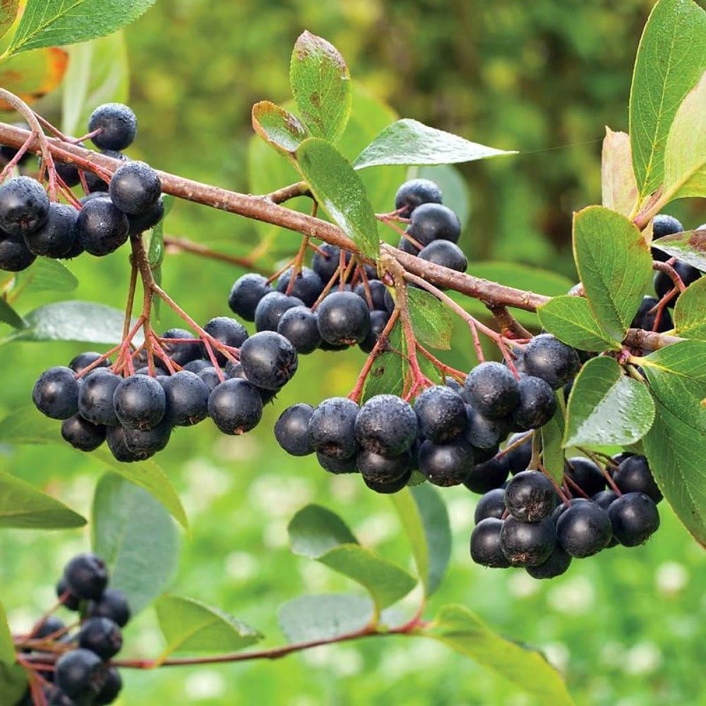 Viking Chokeberry Plant - Aronia Melanocarpa Live Shrub - 3.25 inch Pot - Image 1