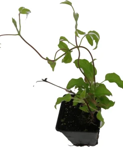 Ville de Lyon Clematis Vine - Live Plant - 2.5