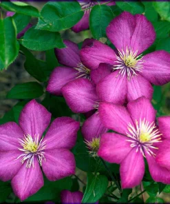 Ville de Lyon Clematis Vine - Live Plant - 2.5