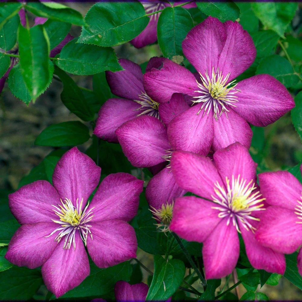 Ville de Lyon Clematis Vine - Live Plant - 2.5" Pot - Purplish-Red Flowers - Image 1