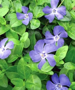 Vinca Minor Bowles Live Plant – Hardy Groundcover – 48 Plants – 1.75" Pots – Outdoor - Image 2