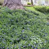 Vinca Minor Bowles Live Plant – Hardy Groundcover – 48 Plants – 1.75" Pots – Outdoor - Image 1