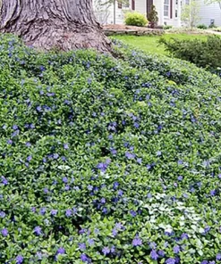 Vinca Minor Bowles Live Plant – Hardy Groundcover – 48 Plants – 1.75