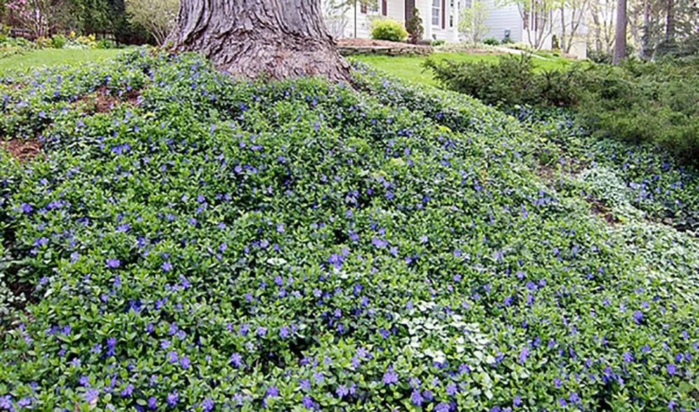 Vinca Minor Bowles Live Plant – Hardy Groundcover – 48 Plants – 1.75" Pots – Outdoor - Image 1