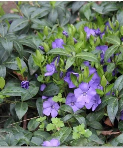 Vinca Minor Live Plant - 2.5 inch Pot, Periwinkle Groundcover - Image 2