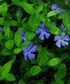 Vinca Minor Live Plant - 2.5 inch Pot, Periwinkle Groundcover - Image 3