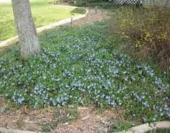 Vinca Minor Live Plant - 2.5 inch Pot, Periwinkle Groundcover - Image 4