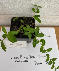 Vinca Minor Live Plant - 2.5 inch Pot, Periwinkle Groundcover - Image 5