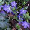 Vinca Minor Live Plant - 2.5 inch Pot, Periwinkle Groundcover - Image 1