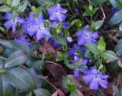 Vinca Minor Live Plant - 2.5 inch Pot, Periwinkle Groundcover - Image 1