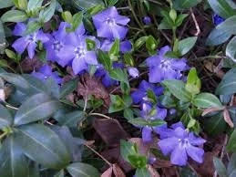 Vinca Minor Live Plant - 2.5 inch Pot, Periwinkle Groundcover - Image 1
