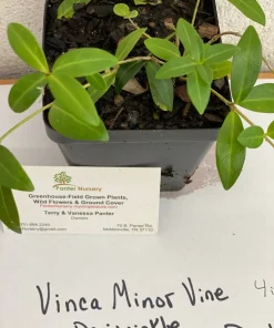 Vinca Minor Live Plant – 4