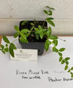 Vinca Minor Live Plant – 4