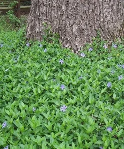Vinca Minor Live Plant – 4