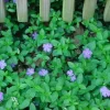Vinca Minor Live Plant – 4" Pot – Evergreen Periwinkle Groundcover - Image 1