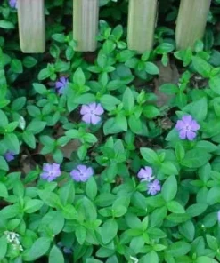 Vinca Minor Live Plant – 4