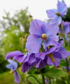 Violet Himalayan Poppy Seeds - 10 Meconopsis Betonicifolia Flower Seeds - Image 10