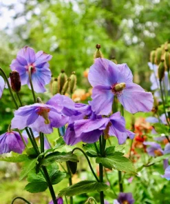 Violet Himalayan Poppy Seeds - 10 Meconopsis Betonicifolia Flower Seeds - Image 11