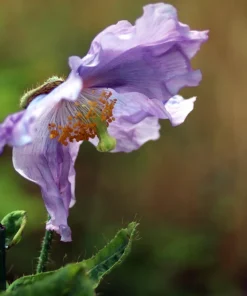 Violet Himalayan Poppy Seeds - 10 Meconopsis Betonicifolia Flower Seeds - Image 12