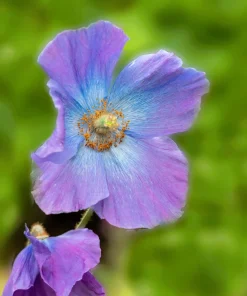 Violet Himalayan Poppy Seeds - 10 Meconopsis Betonicifolia Flower Seeds - Image 2