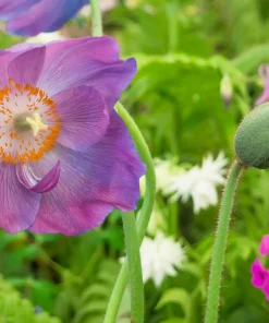 Violet Himalayan Poppy Seeds - 10 Meconopsis Betonicifolia Flower Seeds - Image 3