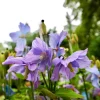 Violet Himalayan Poppy Seeds - 10 Meconopsis Betonicifolia Flower Seeds - Image 1