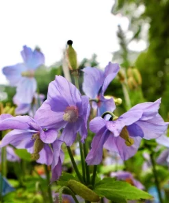 Violet Himalayan Poppy Seeds - 10 Meconopsis Betonicifolia Flower Seeds - Image 1
