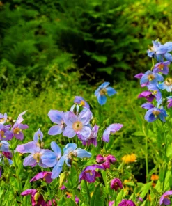 Violet Himalayan Poppy Seeds - 10 Meconopsis Betonicifolia Flower Seeds - Image 4