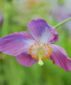 Violet Himalayan Poppy Seeds - 10 Meconopsis Betonicifolia Flower Seeds - Image 5